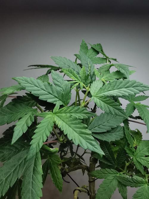 Frappe Late Z  3 / FC-E4800 /90x60x140. Week 15