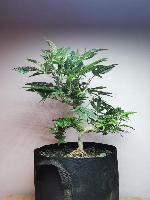 Frappe Late Z  4 / FC-E4800 / 90x60x140. Week 15