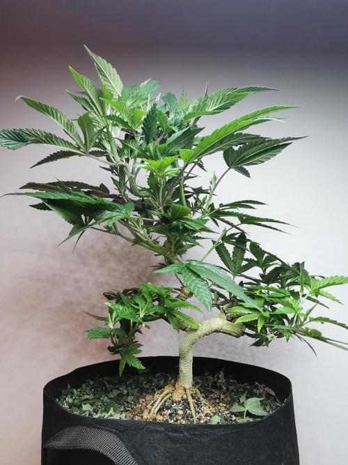 Frappe Late Z  4 / FC-E4800 / 90x60x140. Week 15