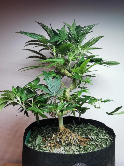 Frappe Late Z  4 / FC-E4800 / 90x60x140. Week 15