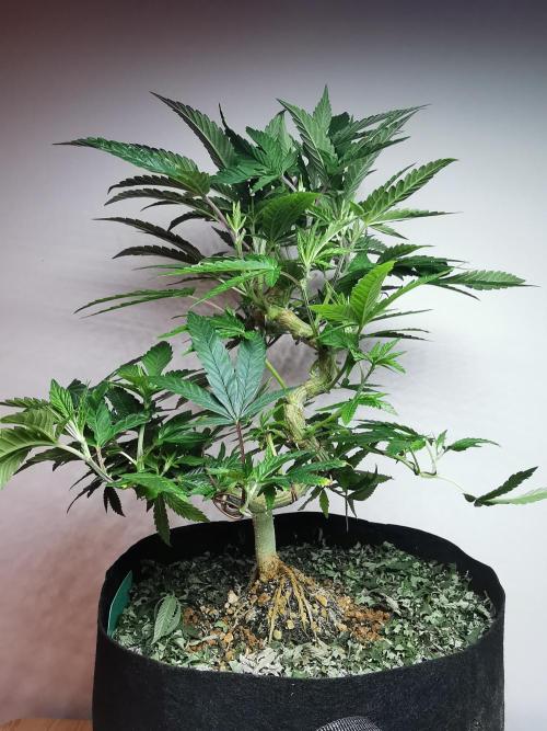 Frappe Late Z  4 / FC-E4800 / 90x60x140. Week 15