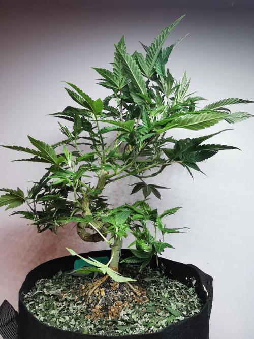 Frappe Late Z  4 / FC-E4800 / 90x60x140. Week 15