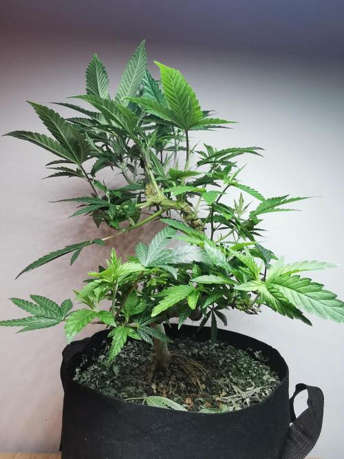 Frappe Late Z  4 / FC-E4800 / 90x60x140. Week 15
