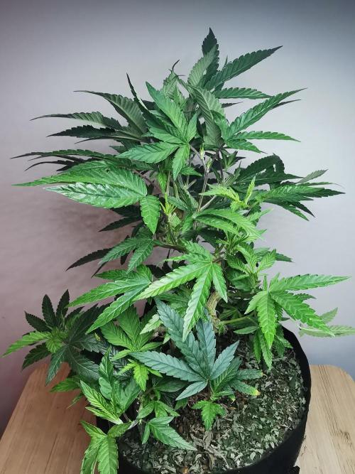 Frappe Late Z  4 / FC-E4800 / 90x60x140. Week 15
