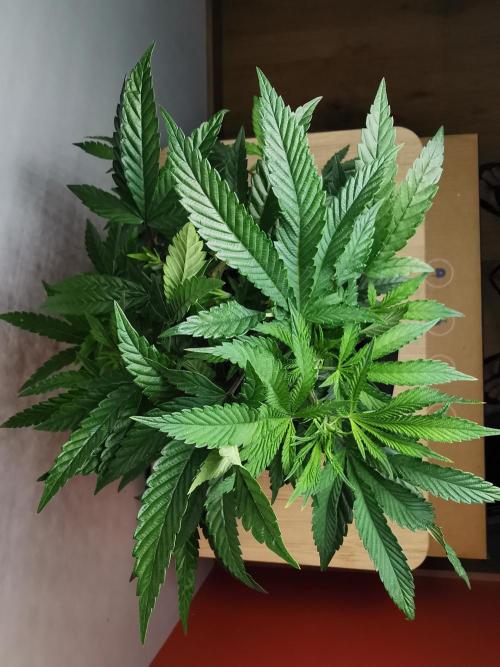 Frappe Late Z  4 / FC-E4800 / 90x60x140. Week 15
