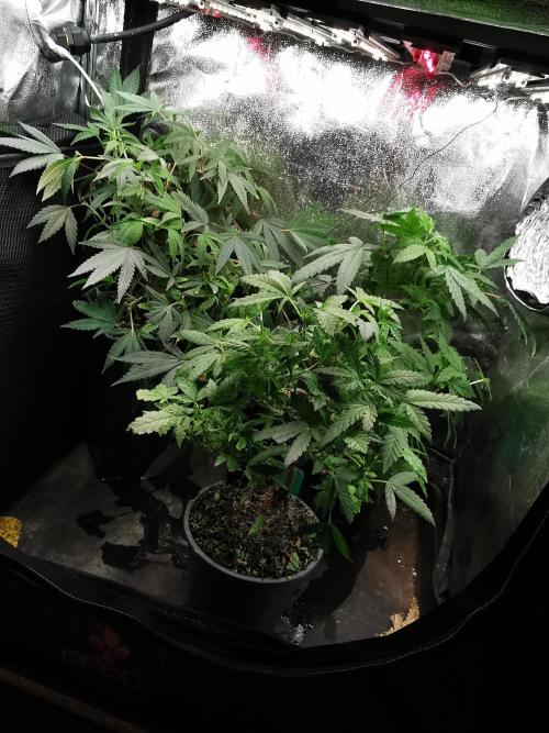 Frappe Late Z  4 / FC-E4800 / 90x60x140. Week 15