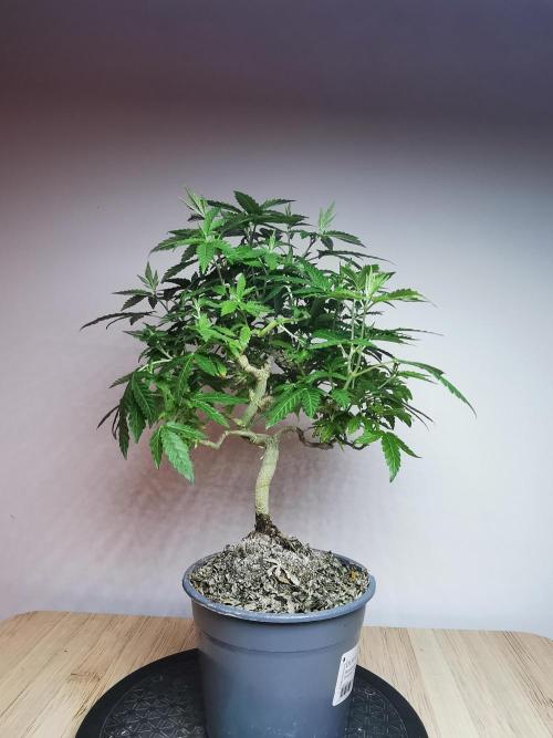 Tropical Spritzer 1 /FC-E4800 /90x60x140. Week 16