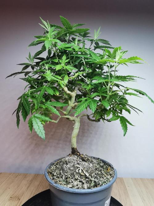 Tropical Spritzer 1 /FC-E4800 /90x60x140. Week 16