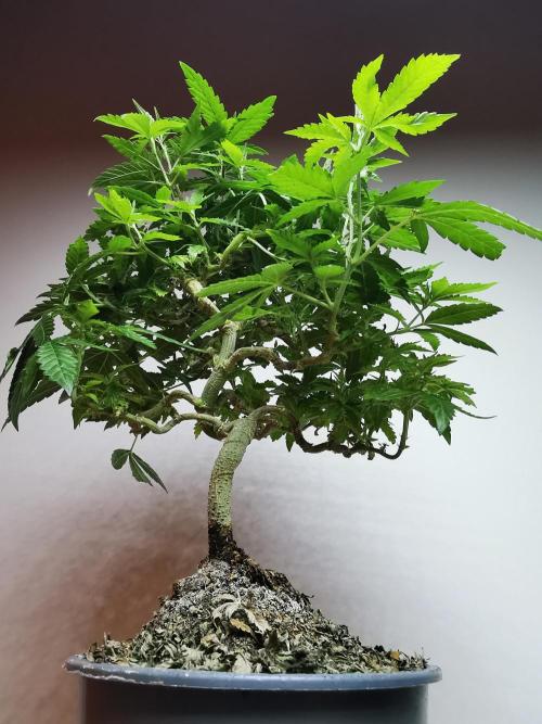 Tropical Spritzer 1 /FC-E4800 /90x60x140. Week 16