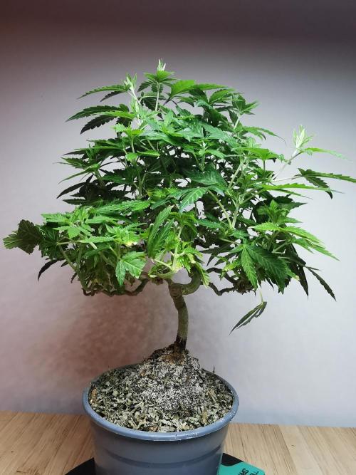 Tropical Spritzer 1 /FC-E4800 /90x60x140. Week 16