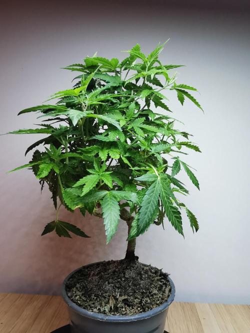 Tropical Spritzer 1 /FC-E4800 /90x60x140. Week 16