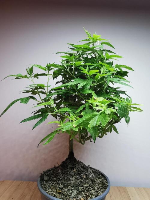Tropical Spritzer 1 /FC-E4800 /90x60x140. Week 16