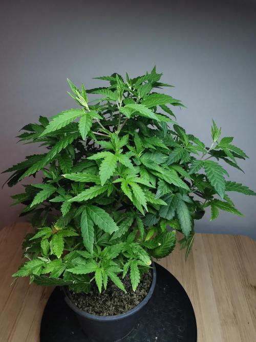Tropical Spritzer 1 /FC-E4800 /90x60x140. Week 16