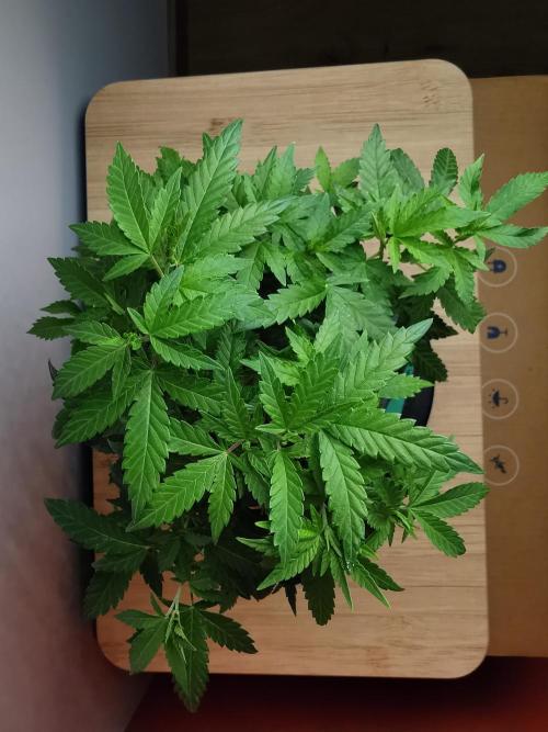 Tropical Spritzer 1 /FC-E4800 /90x60x140. Week 16