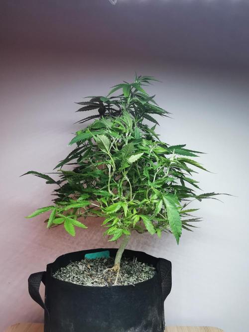 Frappe Late Z  1 / FC-E4800 / 90x60x140. Week 16