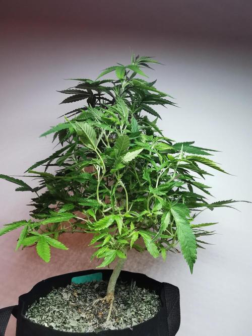 Frappe Late Z  1 / FC-E4800 / 90x60x140. Week 16