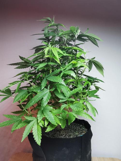 Frappe Late Z  1 / FC-E4800 / 90x60x140. Week 16