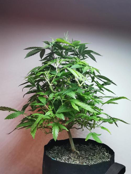Frappe Late Z  1 / FC-E4800 / 90x60x140. Week 16