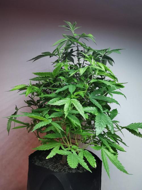Frappe Late Z  1 / FC-E4800 / 90x60x140. Week 16