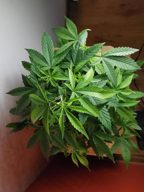 Frappe Late Z  1 / FC-E4800 / 90x60x140. Week 16