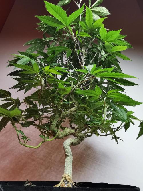 Frappe Late Z  2 / FC-E4800 / 90x60x140. Week 16