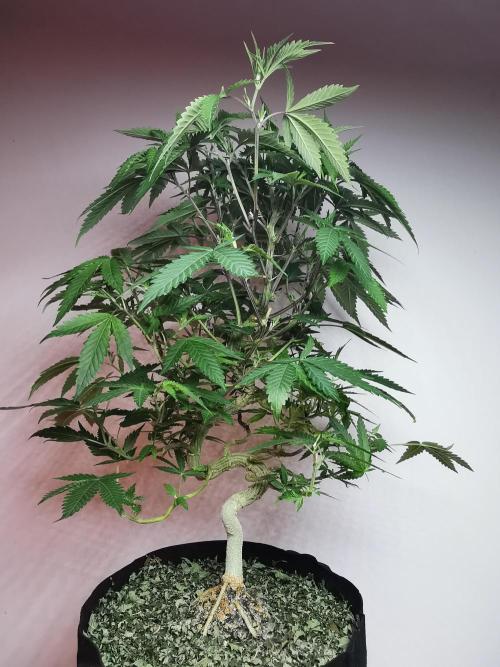 Frappe Late Z  2 / FC-E4800 / 90x60x140. Week 16