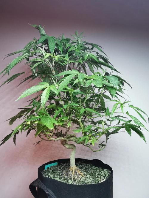 Frappe Late Z  2 / FC-E4800 / 90x60x140. Week 16