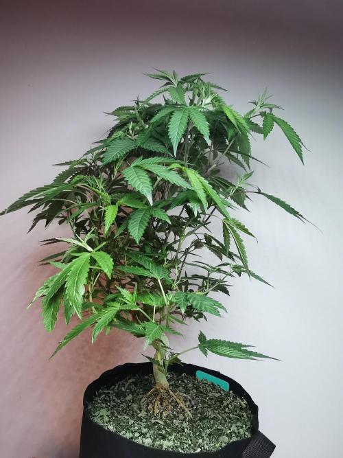 Frappe Late Z  2 / FC-E4800 / 90x60x140. Week 16