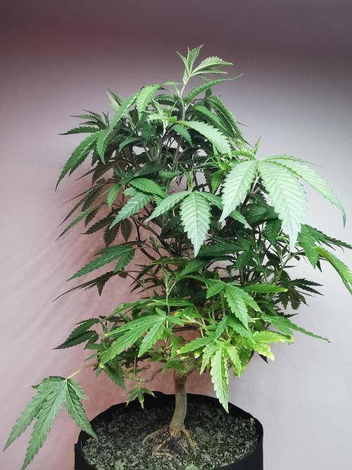 Frappe Late Z  2 / FC-E4800 / 90x60x140. Week 16