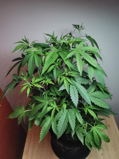 Frappe Late Z  2 / FC-E4800 / 90x60x140. Week 16
