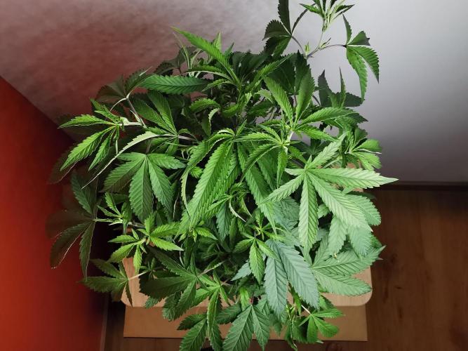 Frappe Late Z  2 / FC-E4800 / 90x60x140. Week 16