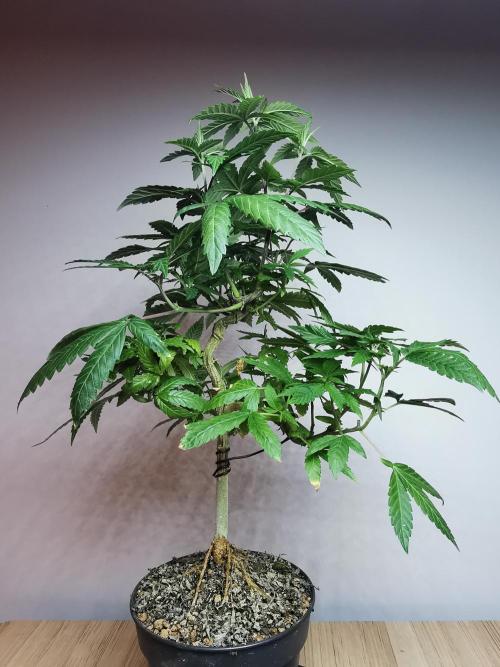 Frappe Late Z  3 / FC-E4800 /90x60x140. Week 16