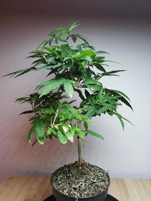Frappe Late Z  3 / FC-E4800 /90x60x140. Week 16