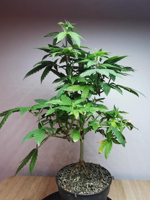 Frappe Late Z  3 / FC-E4800 /90x60x140. Week 16