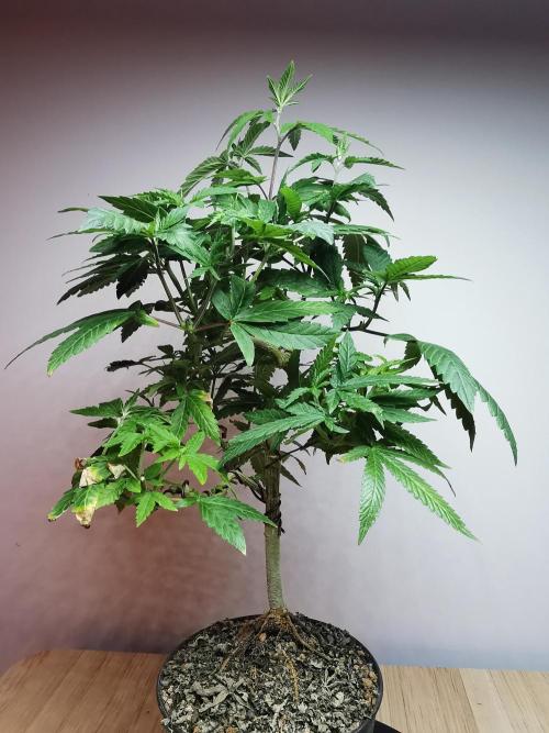Frappe Late Z  3 / FC-E4800 /90x60x140. Week 16