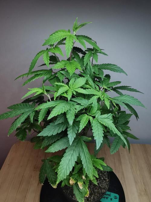Frappe Late Z  3 / FC-E4800 /90x60x140. Week 16
