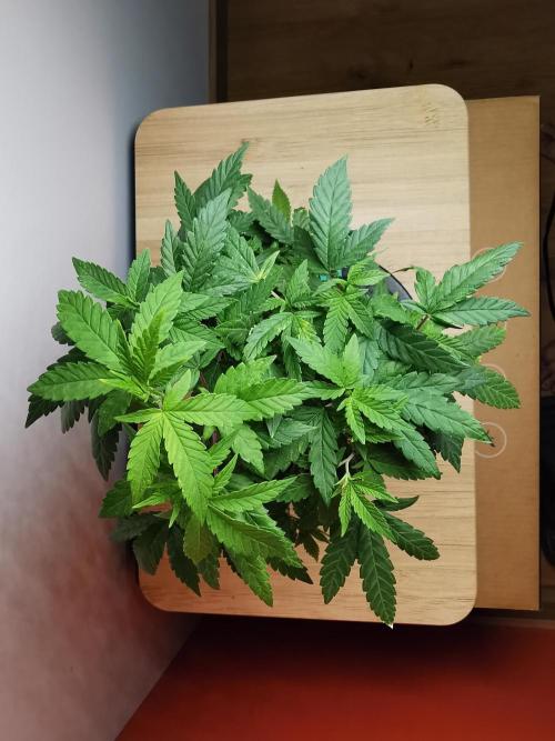 Frappe Late Z  3 / FC-E4800 /90x60x140. Week 16
