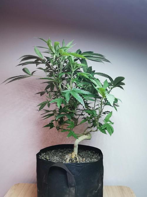 Frappe Late Z  4 / FC-E4800 / 90x60x140. Week 16