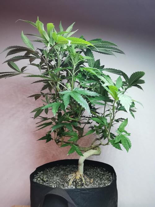 Frappe Late Z  4 / FC-E4800 / 90x60x140. Week 16