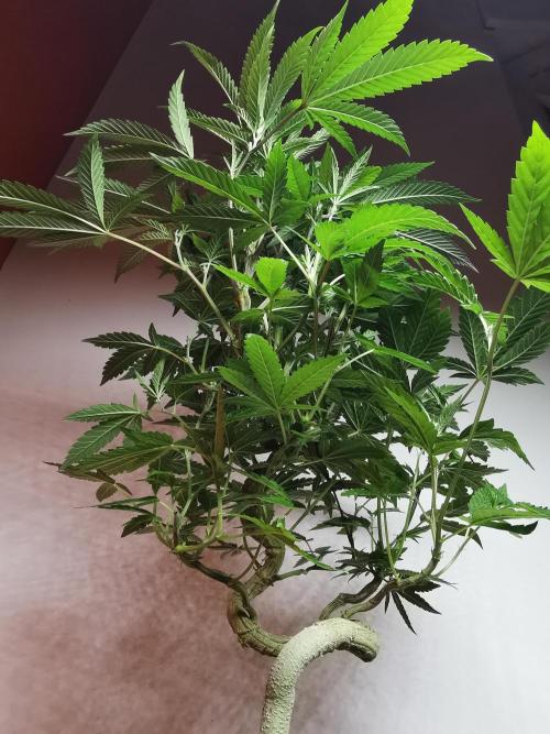 Frappe Late Z  4 / FC-E4800 / 90x60x140. Week 16