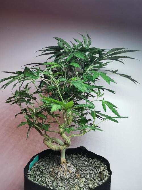 Frappe Late Z  4 / FC-E4800 / 90x60x140. Week 16