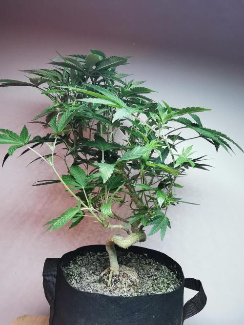 Frappe Late Z  4 / FC-E4800 / 90x60x140. Week 16