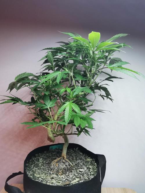 Frappe Late Z  4 / FC-E4800 / 90x60x140. Week 16