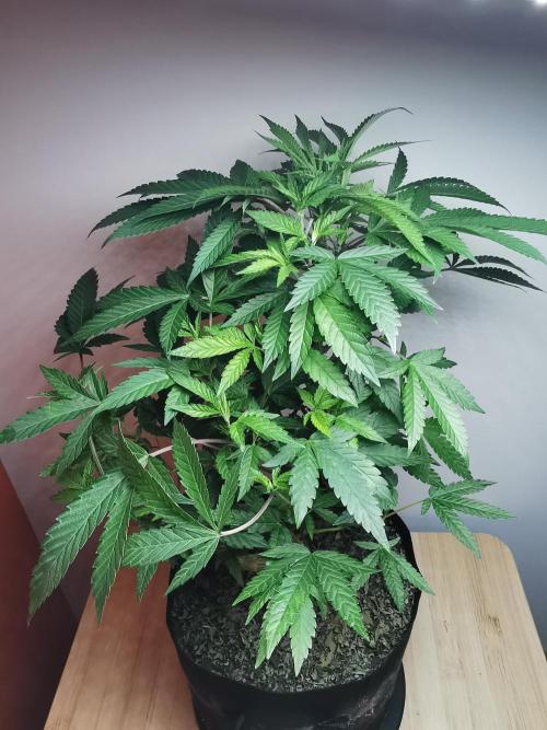 Frappe Late Z  4 / FC-E4800 / 90x60x140. Week 16