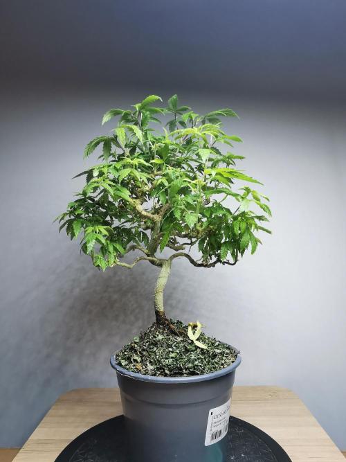 Tropical Spritzer 1 /FC-E4800 /90x60x140. Week 17