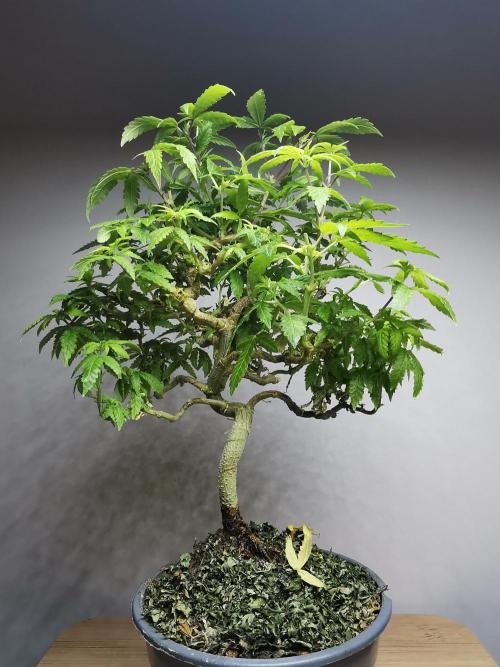 Tropical Spritzer 1 /FC-E4800 /90x60x140. Week 17
