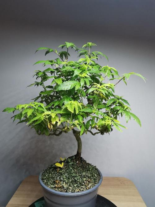 Tropical Spritzer 1 /FC-E4800 /90x60x140. Week 17