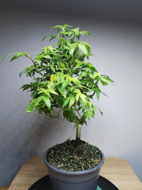 Tropical Spritzer 1 /FC-E4800 /90x60x140. Week 17