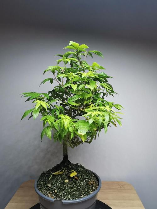 Tropical Spritzer 1 /FC-E4800 /90x60x140. Week 17