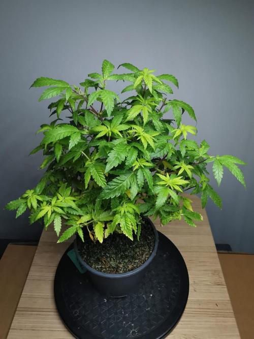 Tropical Spritzer 1 /FC-E4800 /90x60x140. Week 17